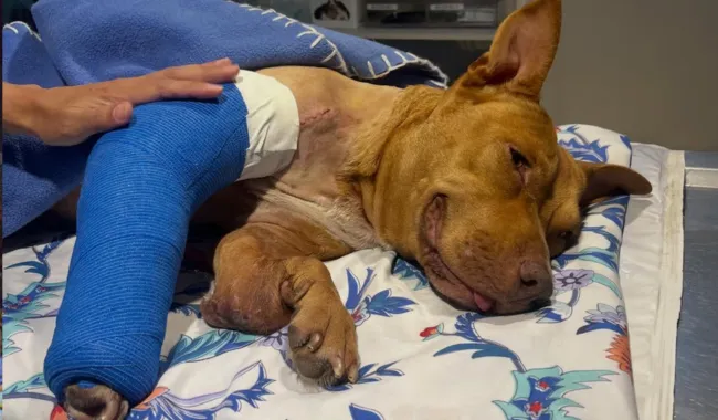 Foto sobre Princesa, la perrita que fuera maltratada y recuperada por Amigos de los Animales, fue operada en Montevideo